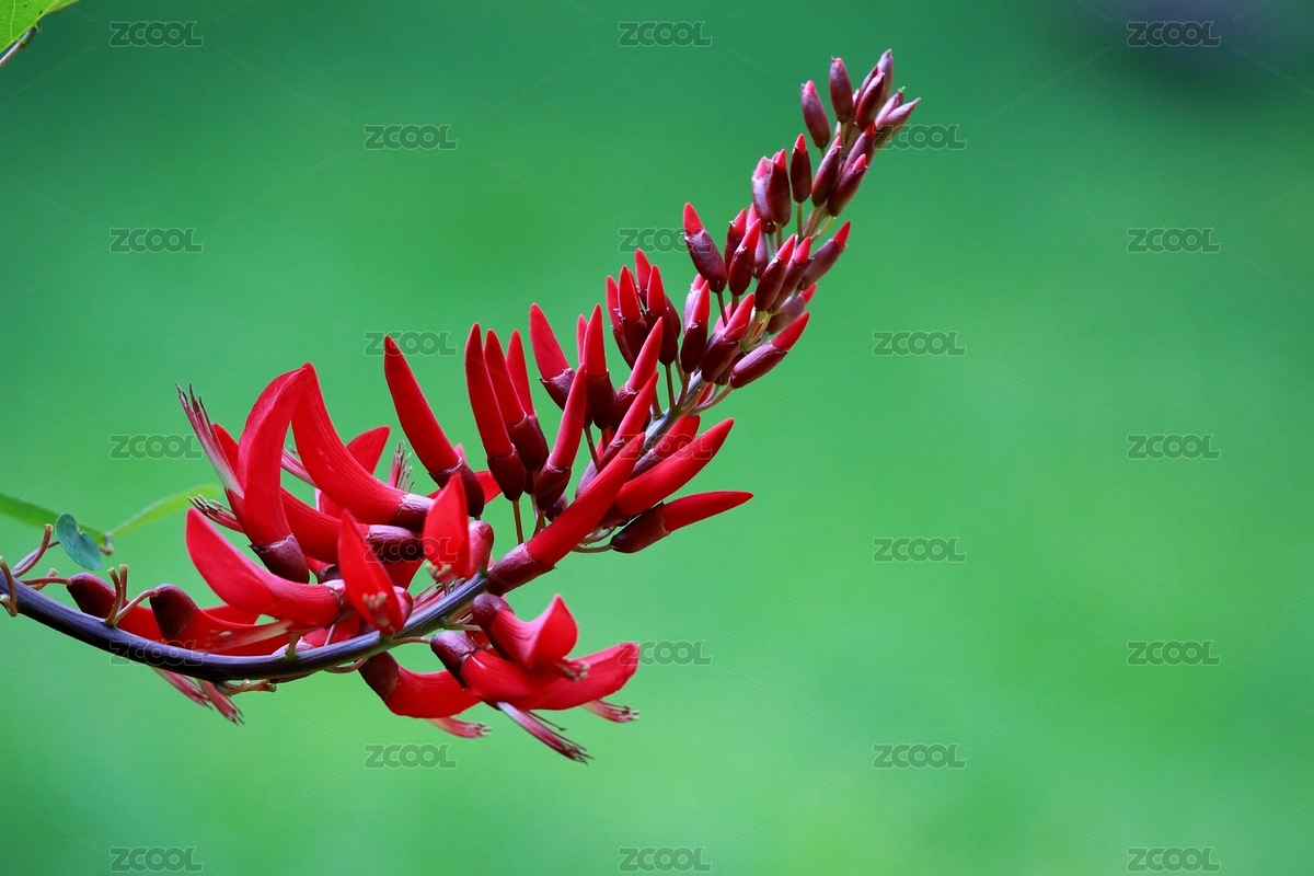 龍牙花特寫（主預(yù)覽-8064066） - 未分類 - 站酷設(shè)計師長草顏來了原創(chuàng)素材 - 站酷ZCOOL