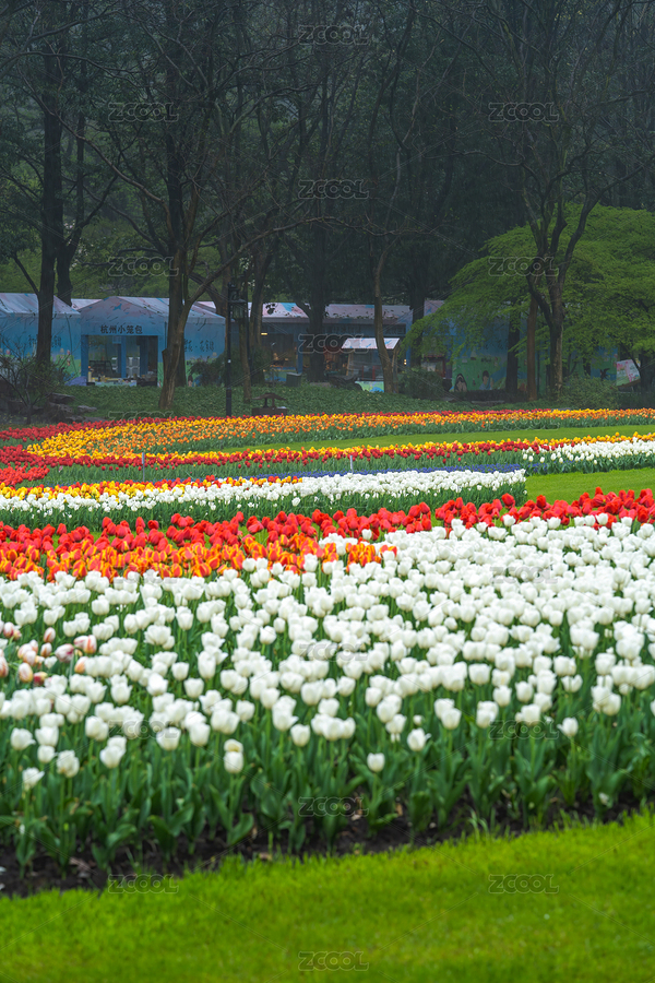 杭州西湖太子灣公園盛開的郁金香（主預(yù)覽-6256102） - 未分類 - 站酷設(shè)計(jì)師JungLand原創(chuàng)素材 - 站酷ZCOOL