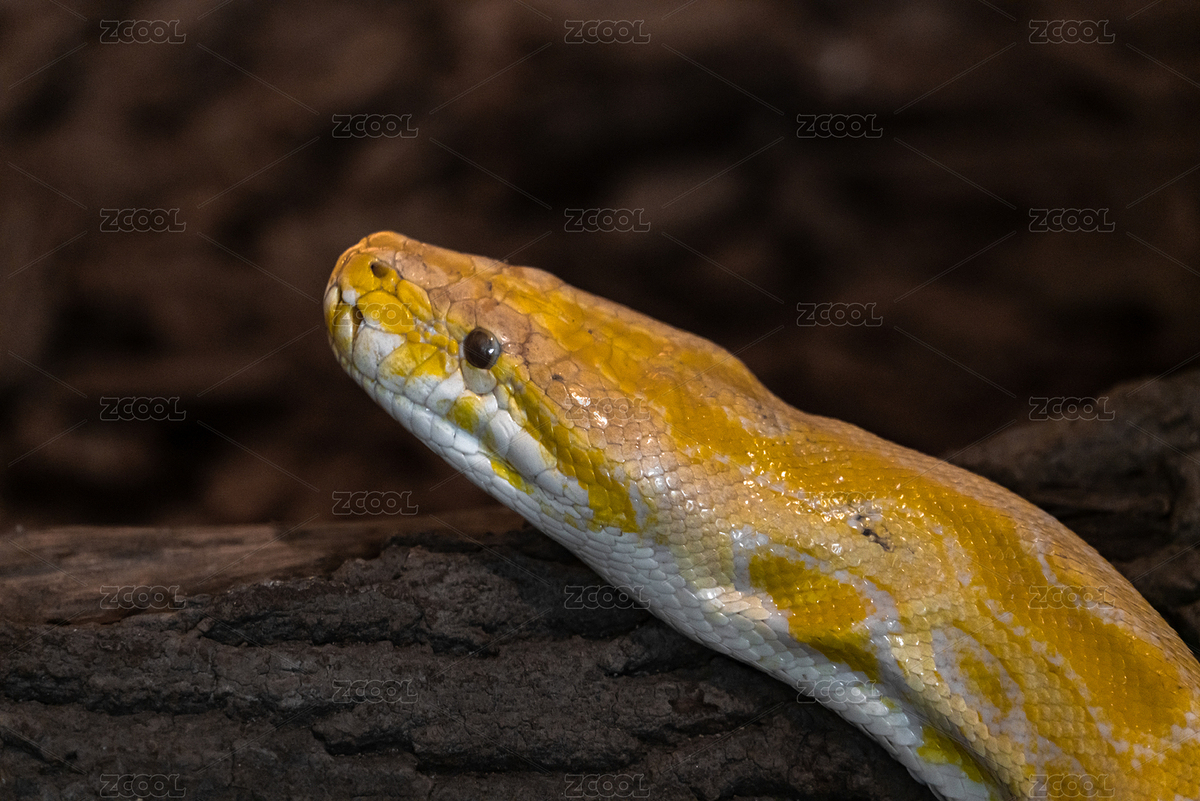 蟒蛇黃金蟒頭部特寫(xiě)（主預(yù)覽-2050469） - 未分類(lèi) - 站酷設(shè)計(jì)師yuanbo83原創(chuàng)素材 - 站酷ZCOOL