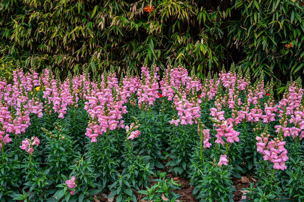 公園里的假龍頭花（主預(yù)覽-9408959） - 未分類(lèi) - 站酷設(shè)計(jì)師Z375985752原創(chuàng)素材 - 站酷ZCOOL