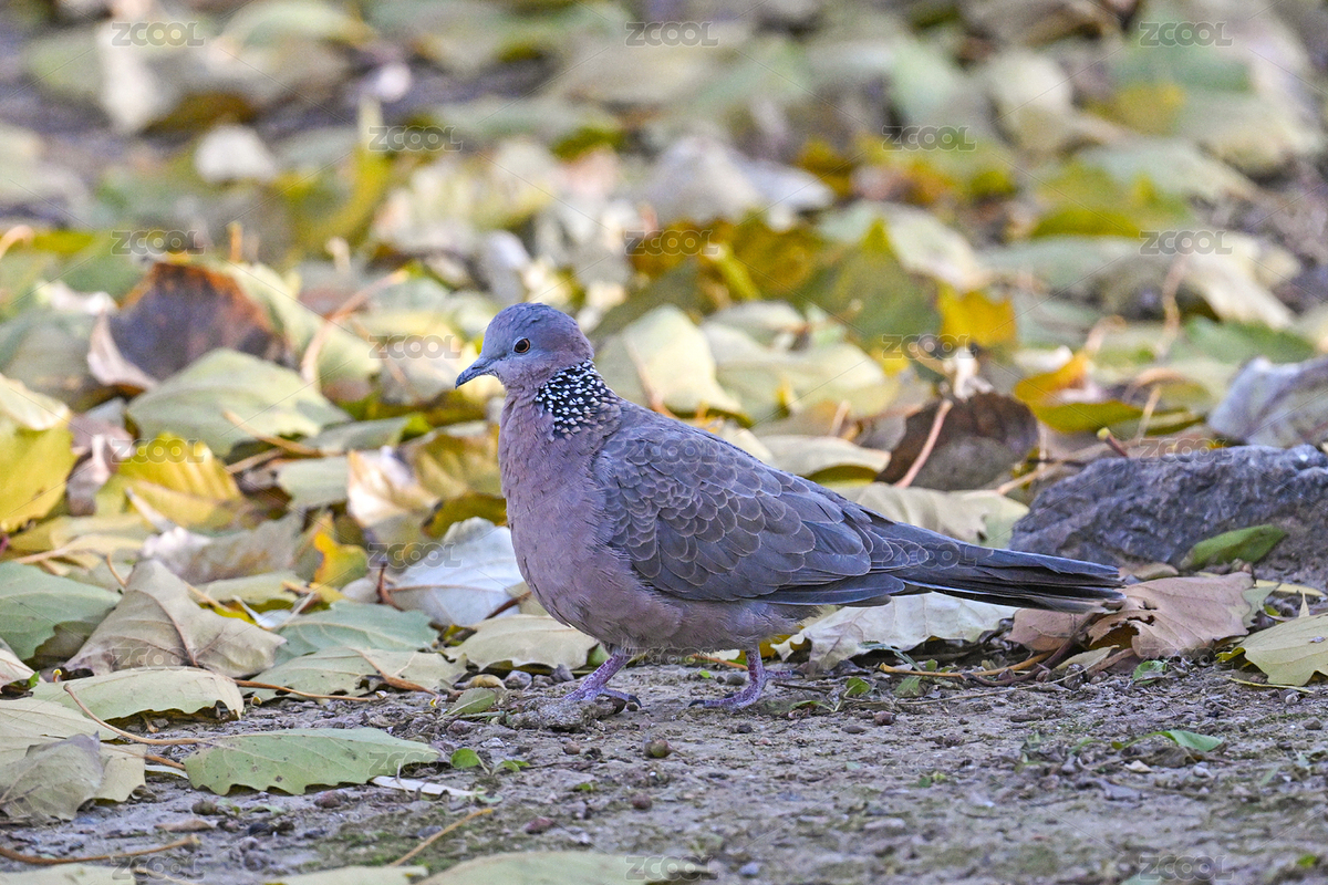 珠頸斑鳩（主預覽-12453712） - 未分類 - 站酷設計師金翅大鵬原創(chuàng)素材 - 站酷ZCOOL