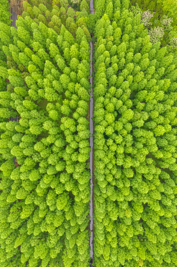 上海崇明东平国家森林公园水杉树林风光（主预览-1290350） - 未分类 - 站酷设计师一根玉米原创素材 - 站酷ZCOOL