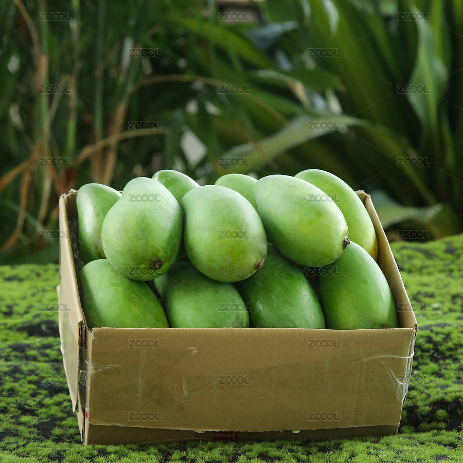 海南象牙芒（主預(yù)覽-5841532） - 未分類(lèi) - 站酷設(shè)計(jì)師PAOPAO攝影工作室原創(chuàng)素材 - 站酷ZCOOL