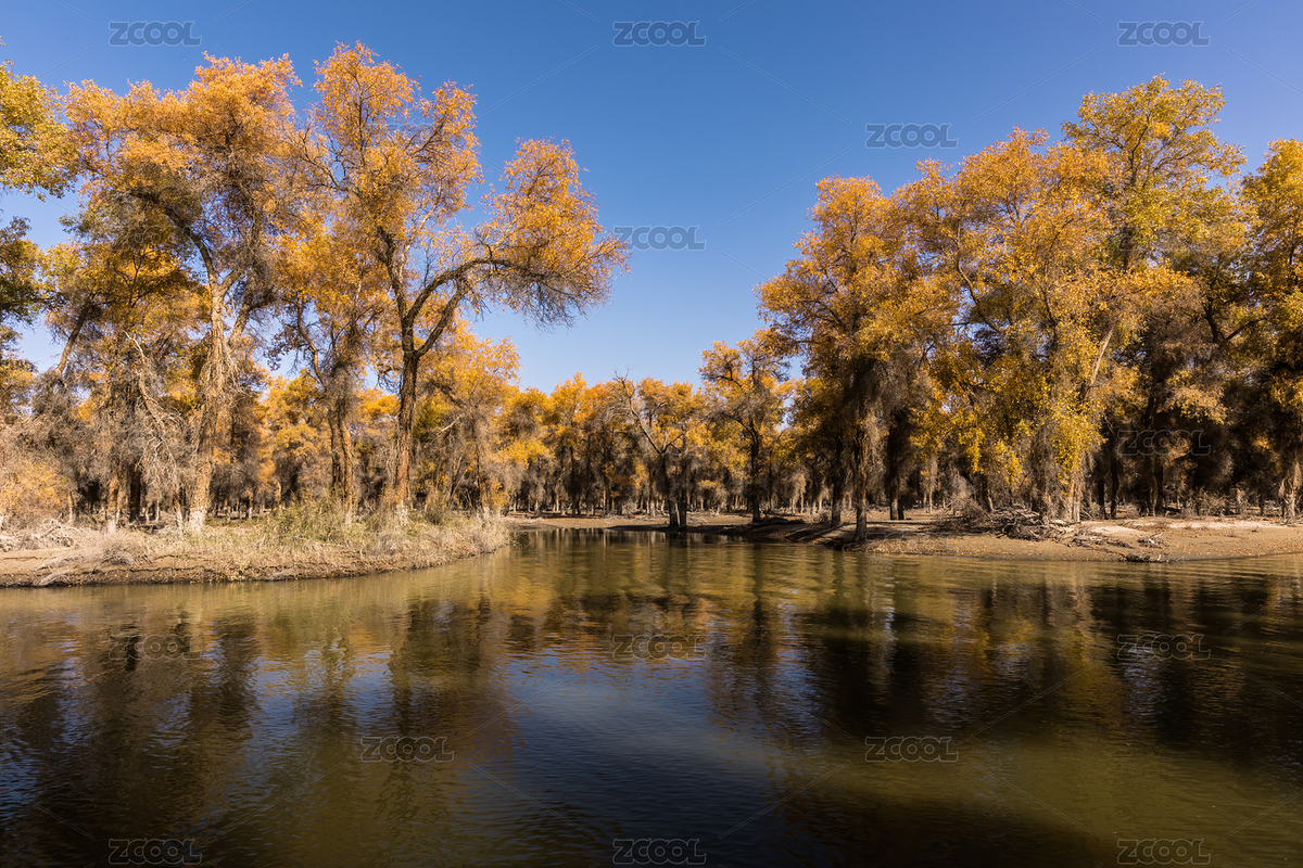中國(guó)新疆巴州輪臺(tái)塔里木胡楊林公園金色胡楊（主預(yù)覽-12468702） - 未分類(lèi) - 站酷設(shè)計(jì)師Gray Blue原創(chuàng)素材 - 站酷ZCOOL
