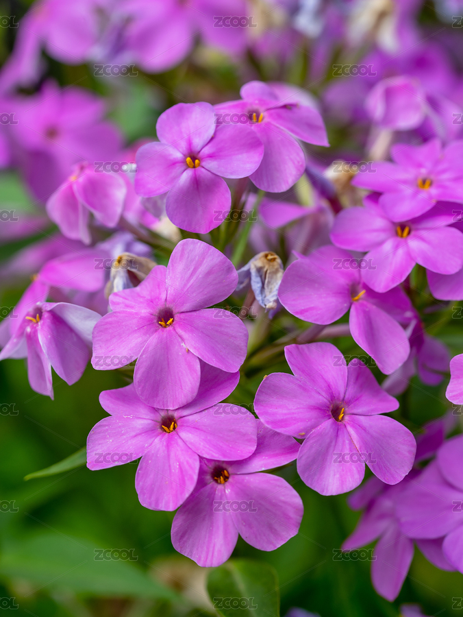 春天的芝櫻花特寫（主預覽-7319595） - 未分類 - 站酷設計師攝影師慢速航班原創(chuàng)素材 - 站酷ZCOOL