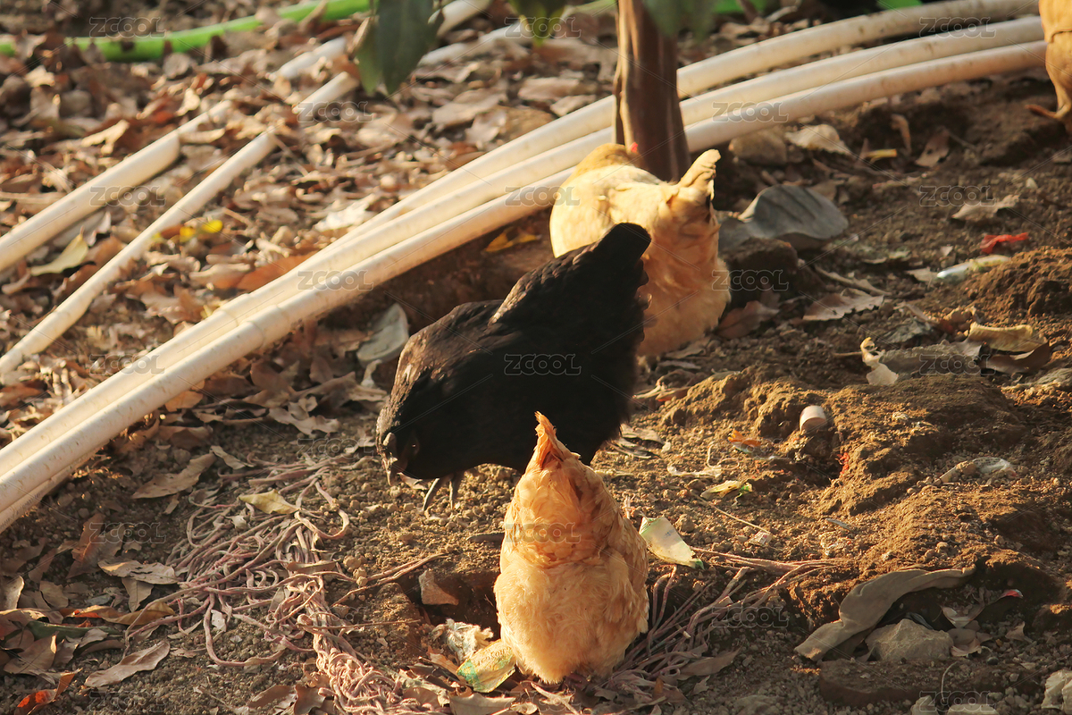 散养的土鸡（主预览-8524609） - 未分类 - 站酷设计师WUWUDEFENSI原创素材 - 站酷ZCOOL