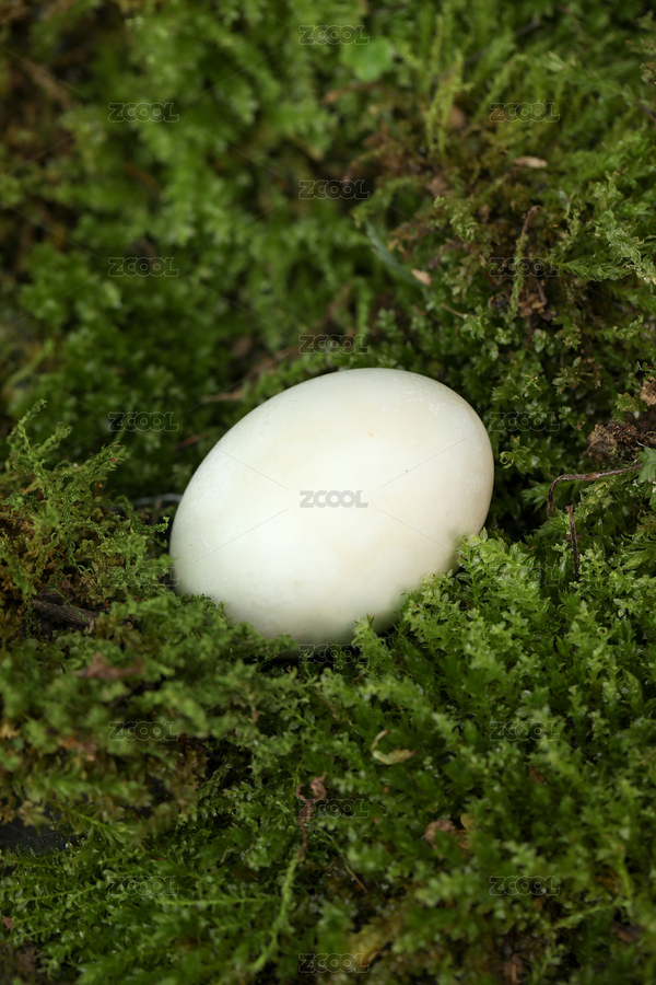 草地上的咸鴨蛋（主預(yù)覽-7382101） - 未分類 - 站酷設(shè)計師愛攝影的魚兒原創(chuàng)素材 - 站酷ZCOOL