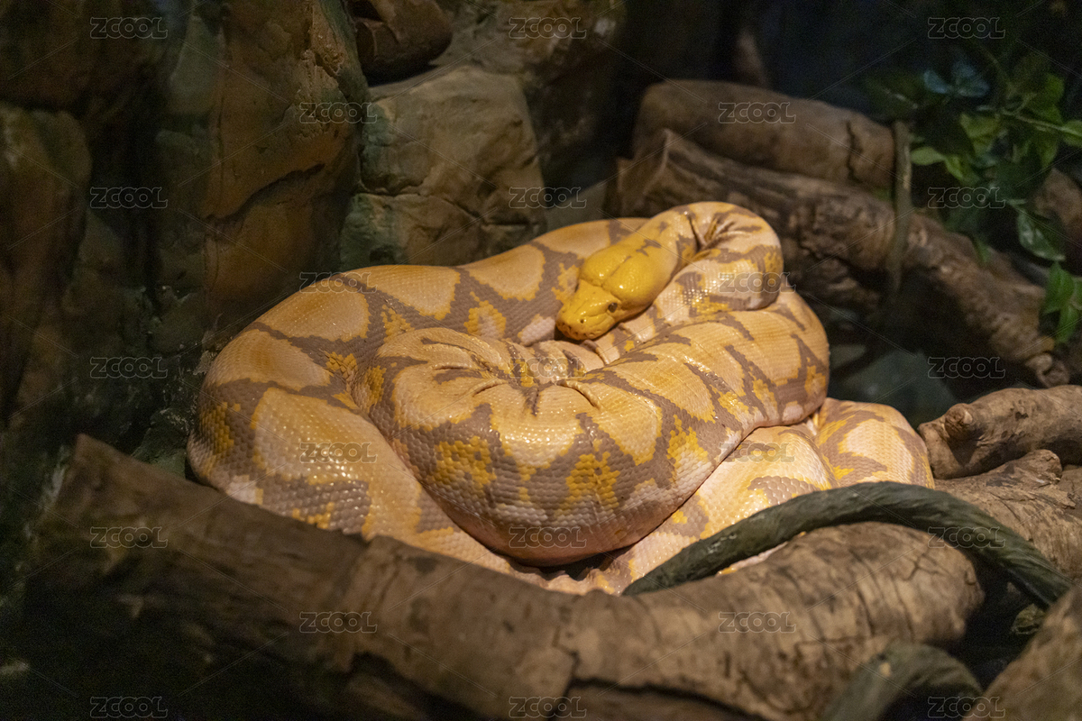 蛇蟒蛇網(wǎng)紋蟒的特寫鏡頭（主預(yù)覽-7268698） - 未分類 - 站酷設(shè)計(jì)師初小夏夏原創(chuàng)素材 - 站酷ZCOOL