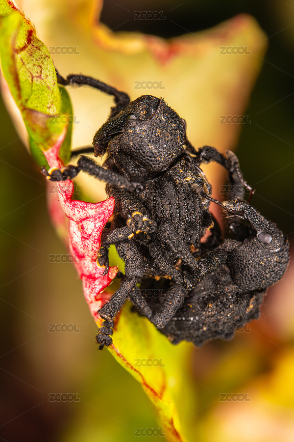 毛束象甲蟲交配特寫（主預覽-7481216） - 未分類 - 站酷設計師Fez4mwH73A原創(chuàng)素材 - 站酷ZCOOL