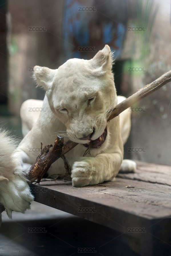 白獅子特寫（主預(yù)覽-4102988） - 未分類 - 站酷設(shè)計師金翅大鵬原創(chuàng)素材 - 站酷ZCOOL