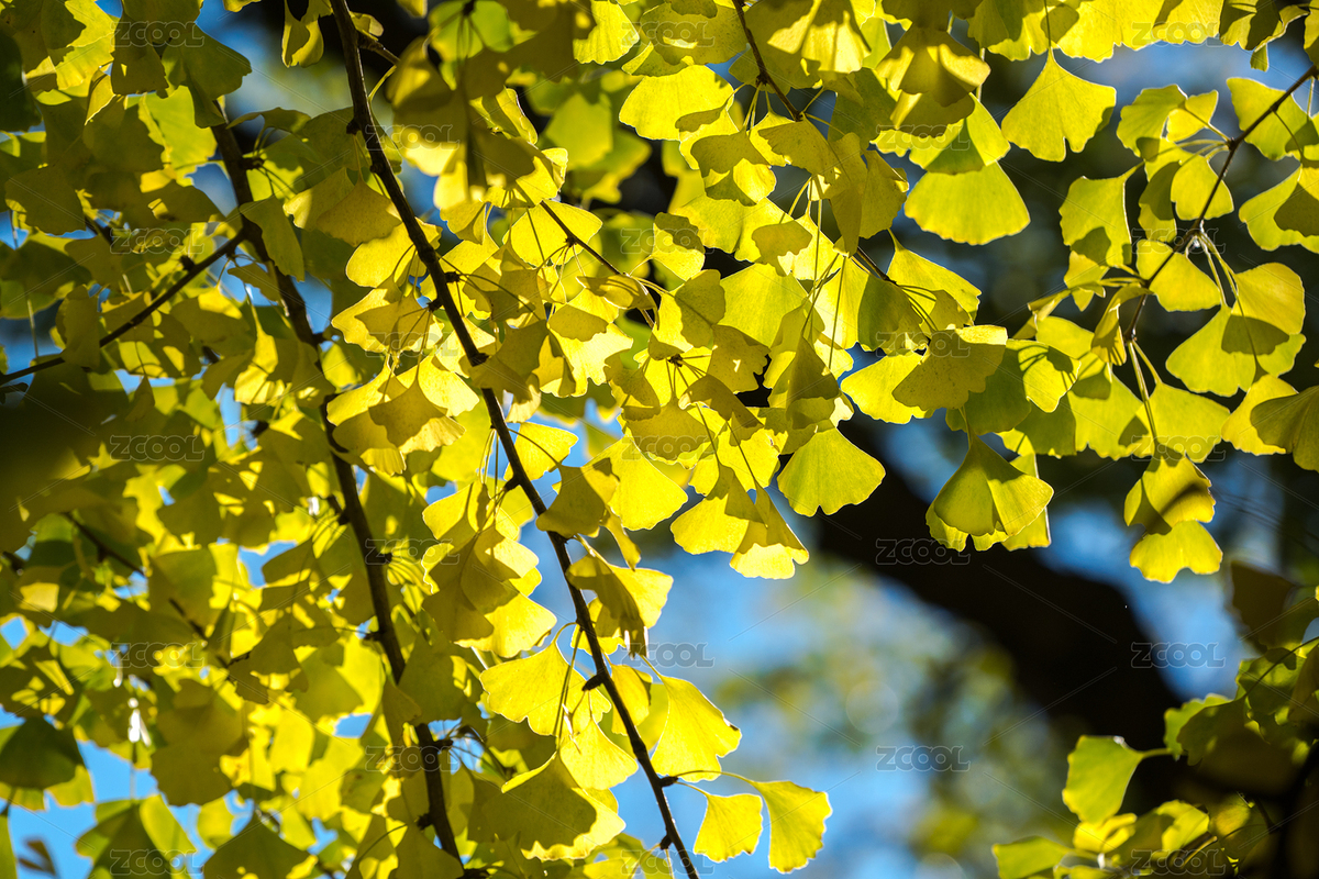 北京潭柘寺的古銀杏樹（主預覽-4415905） - 未分類 - 站酷設計師張爾顯原創(chuàng)素材 - 站酷ZCOOL