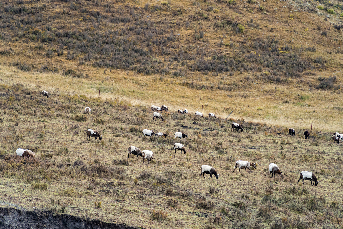 甘肃省夏河县桑科草原景区的广阔草原（主预览-12097844） - 未分类 - 站酷设计师青松不轻松原创素材 - 站酷ZCOOL