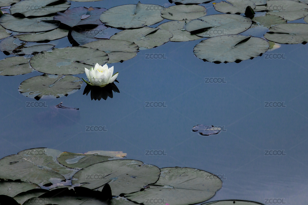 南京燕雀湖的睡蓮（主預(yù)覽-8606334） - 未分類 - 站酷設(shè)計師沒頭腦和不高興17原創(chuàng)素材 - 站酷ZCOOL