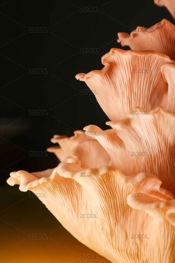 黑色背景下的粉褶側(cè)耳紅平菇（主預(yù)覽-6178331） - 未分類 - 站酷設(shè)計(jì)師沐沨沨原創(chuàng)素材 - 站酷ZCOOL