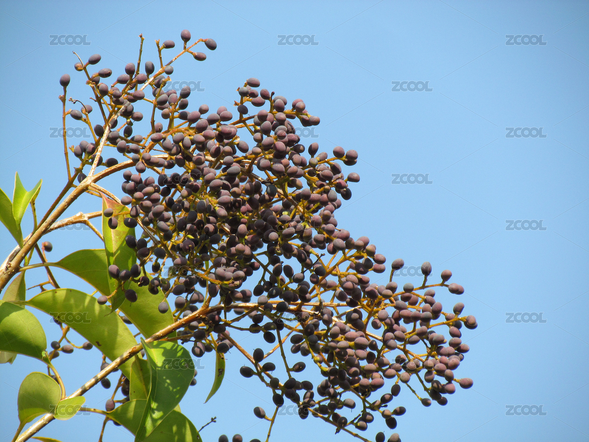 女貞樹的果期（主預(yù)覽-3171542） - 未分類 - 站酷設(shè)計(jì)師品空原創(chuàng)素材 - 站酷ZCOOL