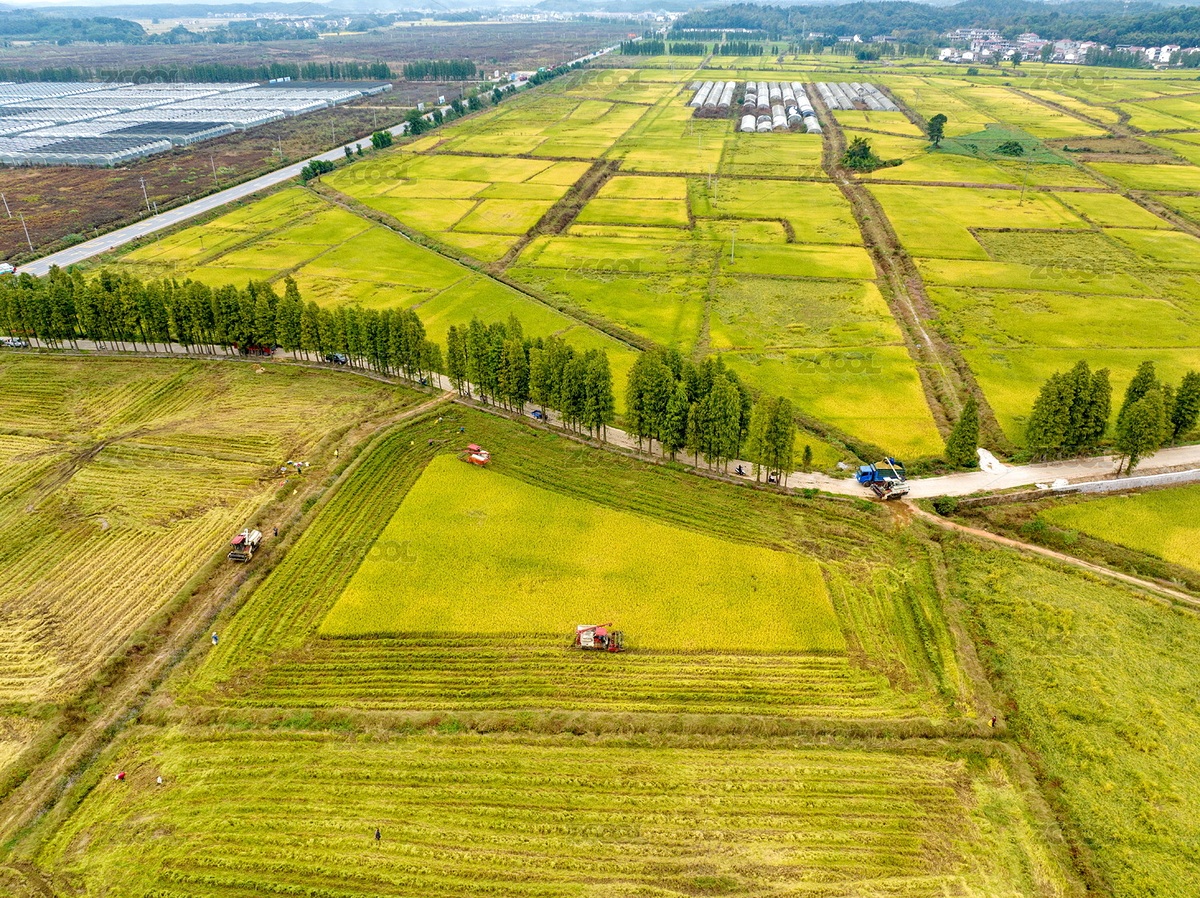 江西金溪：“非糧化”整治耕地喜獲豐收（主預覽-6776854） - 未分類 - 站酷設計師NxjL3RTUyG原創(chuàng)素材 - 站酷ZCOOL