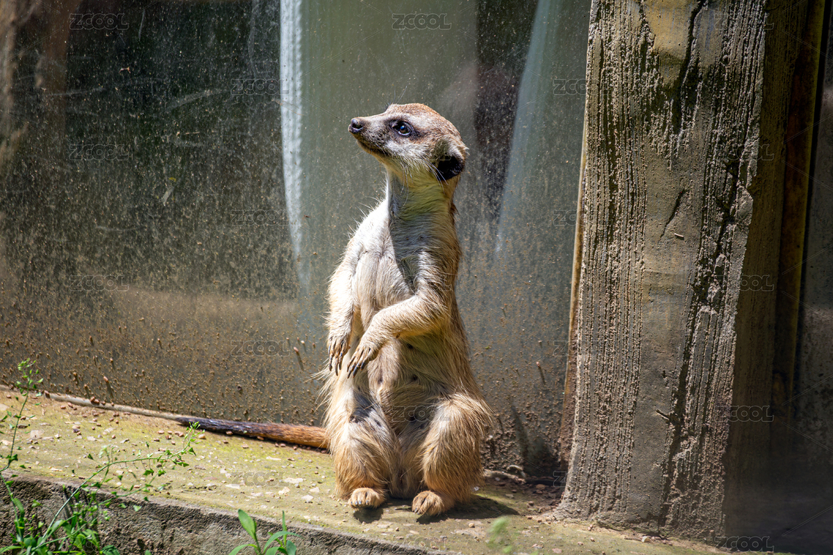 放哨的细尾獴（主预览-7842319） - 未分类 - 站酷设计师核桃苏本苏原创素材 - 站酷ZCOOL