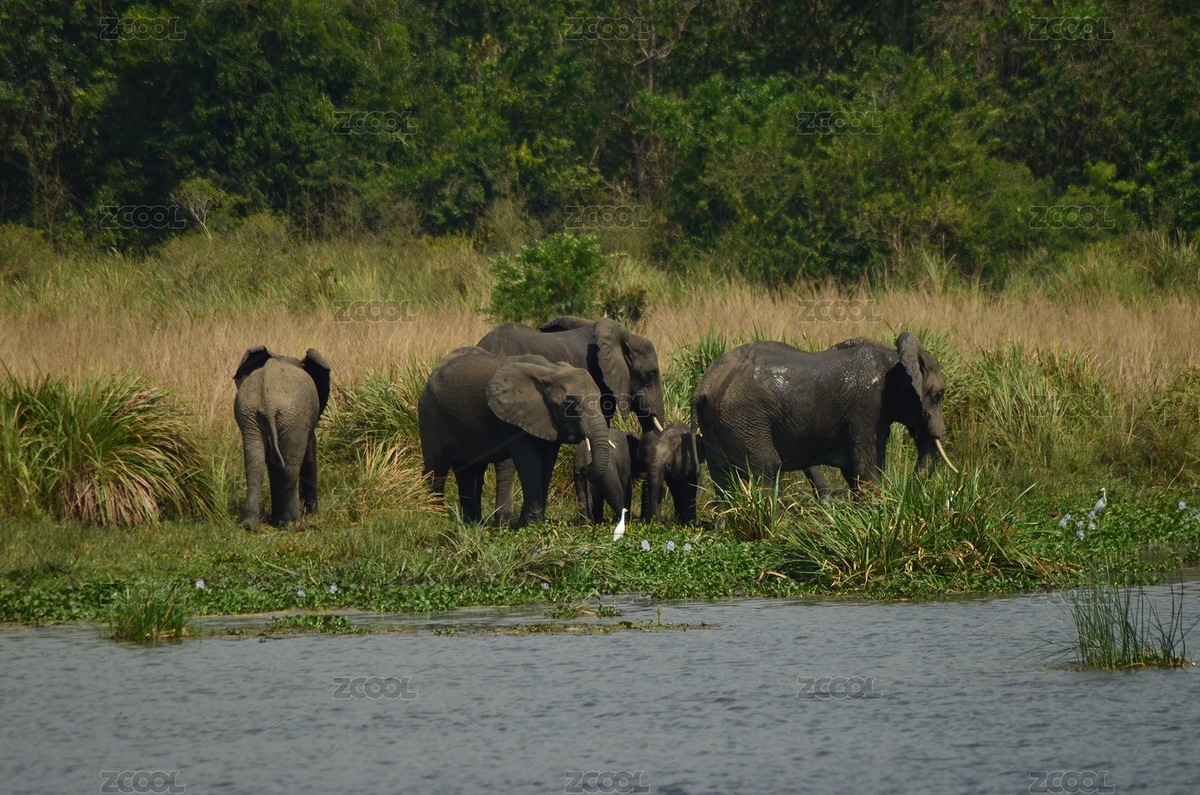 肯尼亞馬塞馬拉國家森林公園里的非洲象（主預覽-1069310） - 未分類 - 站酷設(shè)計師windkvzl原創(chuàng)素材 - 站酷ZCOOL