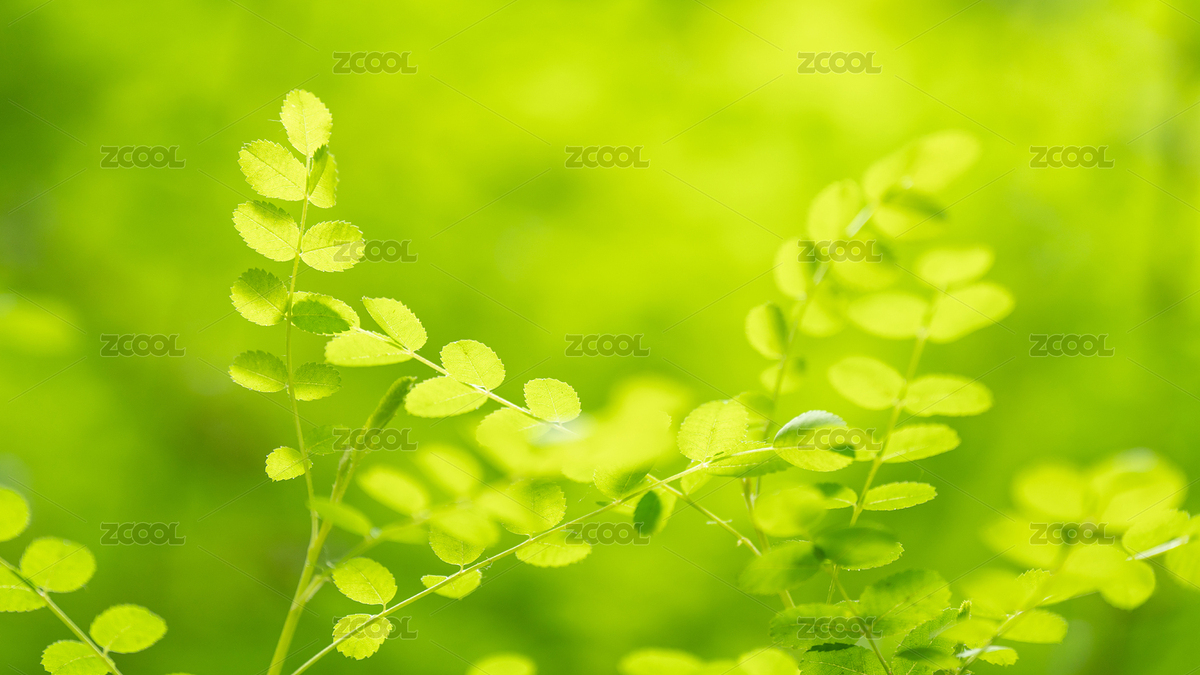 槐樹(shù)葉嫩芽特寫(xiě)（主預(yù)覽-7359672） - 未分類(lèi) - 站酷設(shè)計(jì)師Z西北原創(chuàng)素材 - 站酷ZCOOL