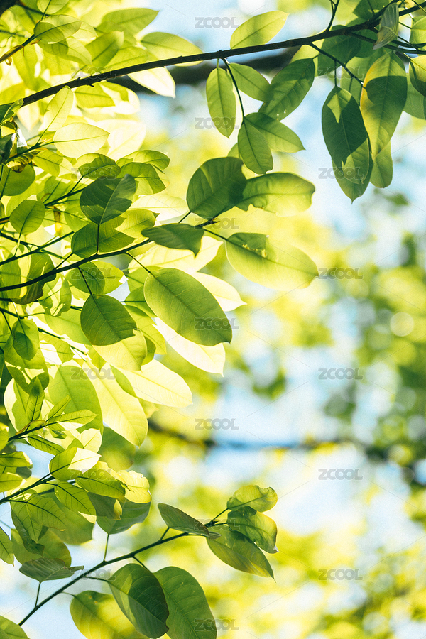 春天透亮翠綠的樹葉（主預(yù)覽-7976190） - 未分類 - 站酷設(shè)計師labix原創(chuàng)素材 - 站酷ZCOOL
