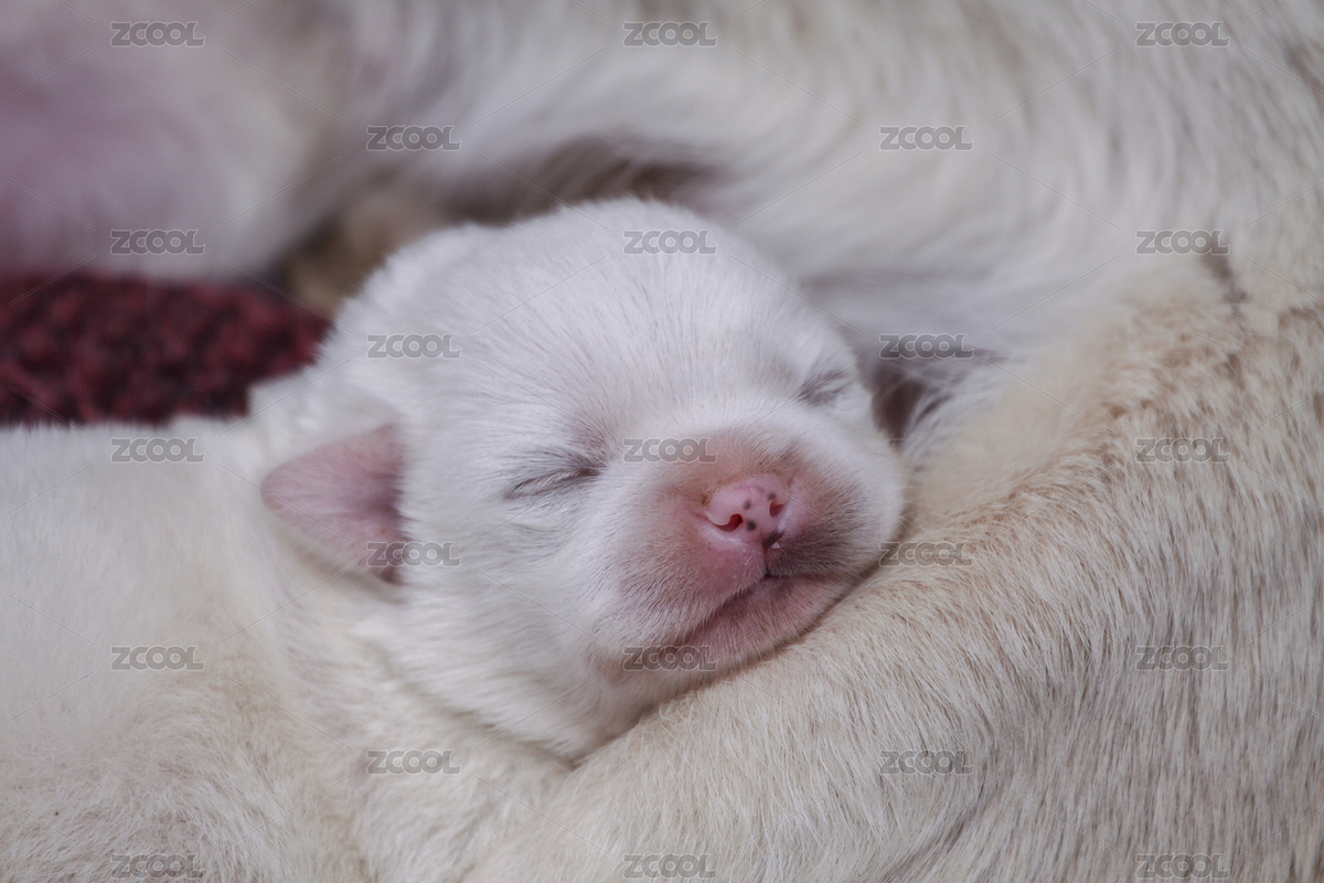 家庭豢養(yǎng)護院白色母乳小型犬京巴寵物狗（主預覽-8252076） - 未分類 - 站酷設計師贊贊尼原創(chuàng)素材 - 站酷ZCOOL