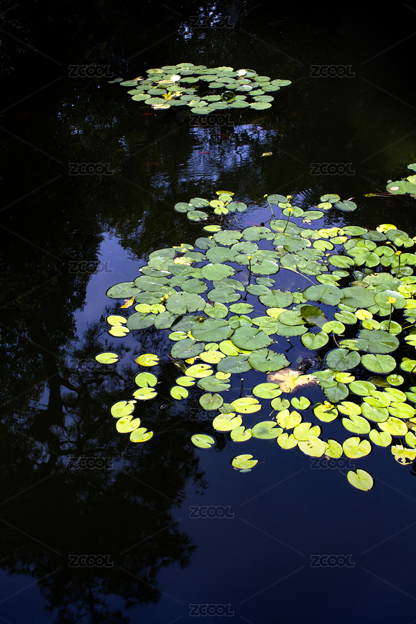 荷塘（主预览-5097955） - 未分类 - 站酷设计师leeseasun原创素材 - 站酷ZCOOL