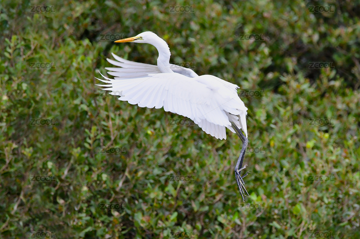 惠东盐洲岛白沙红树林湿地公园大白鹭牛背鹭（主预览-4710197） - 未分类 - 站酷设计师猫爷爷515原创素材 - 站酷ZCOOL