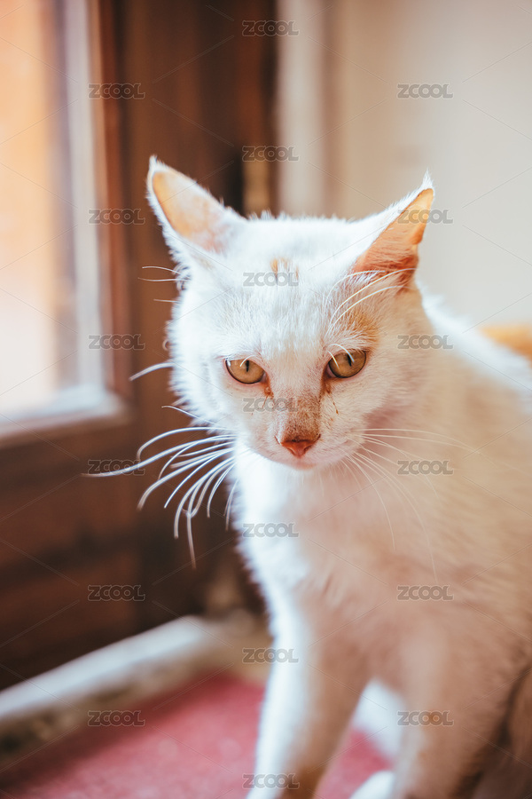 一只守候在门前等待主人回家的小花猫（主预览-1351545） - 未分类 - 站酷设计师七叔Uncle原创素材 - 站酷ZCOOL