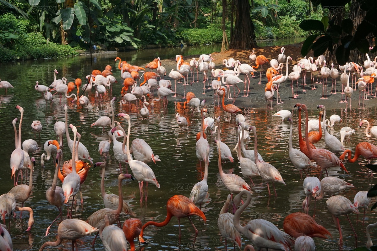 火烈鳥(niǎo)（主預(yù)覽-5862209） - 未分類 - 站酷設(shè)計(jì)師laosi_w原創(chuàng)素材 - 站酷ZCOOL