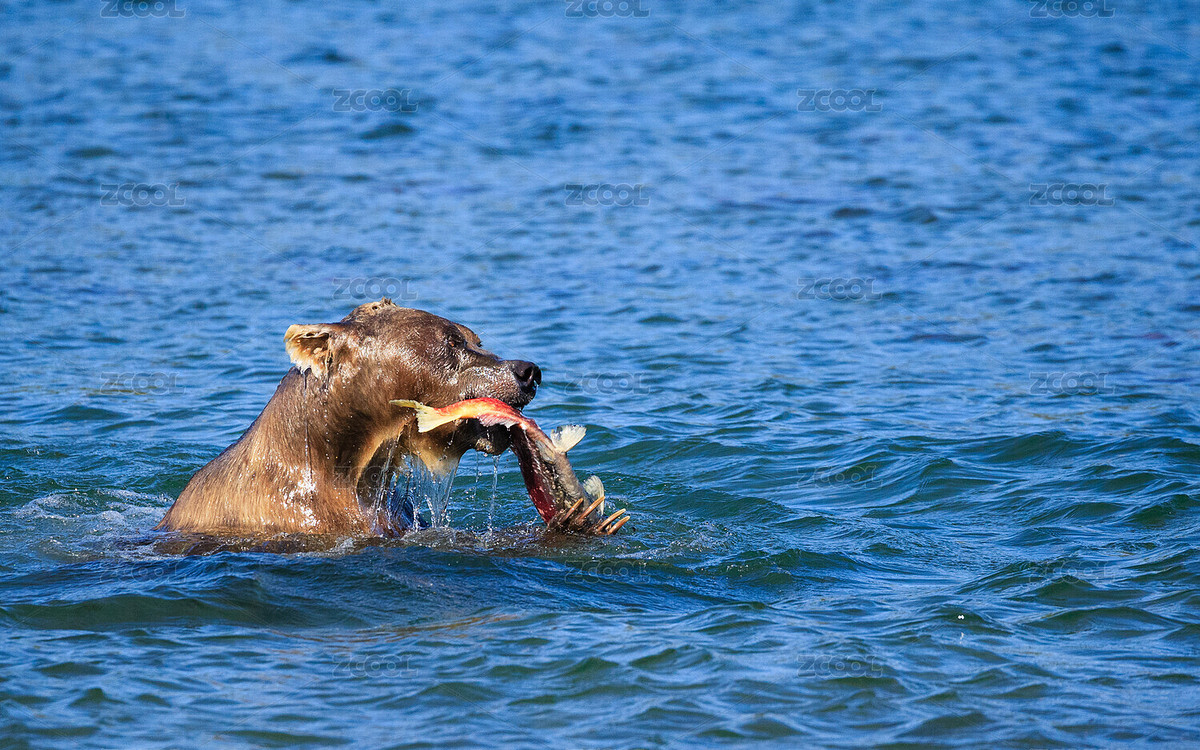 堪察加棕熊捕魚準備冬眠（主預(yù)覽-2335301） - 未分類 - 站酷設(shè)計師雪月咪咪原創(chuàng)素材 - 站酷ZCOOL