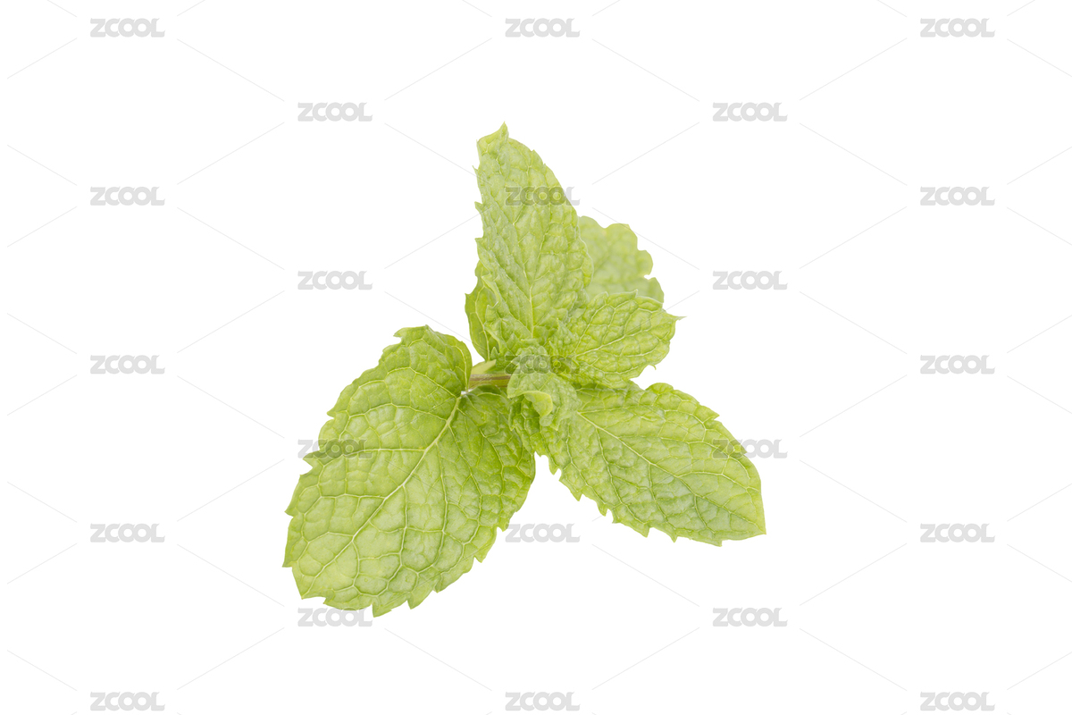 薄荷葉（主預(yù)覽-7341405） - 未分類(lèi) - 站酷設(shè)計(jì)師ddukang原創(chuàng)素材 - 站酷ZCOOL