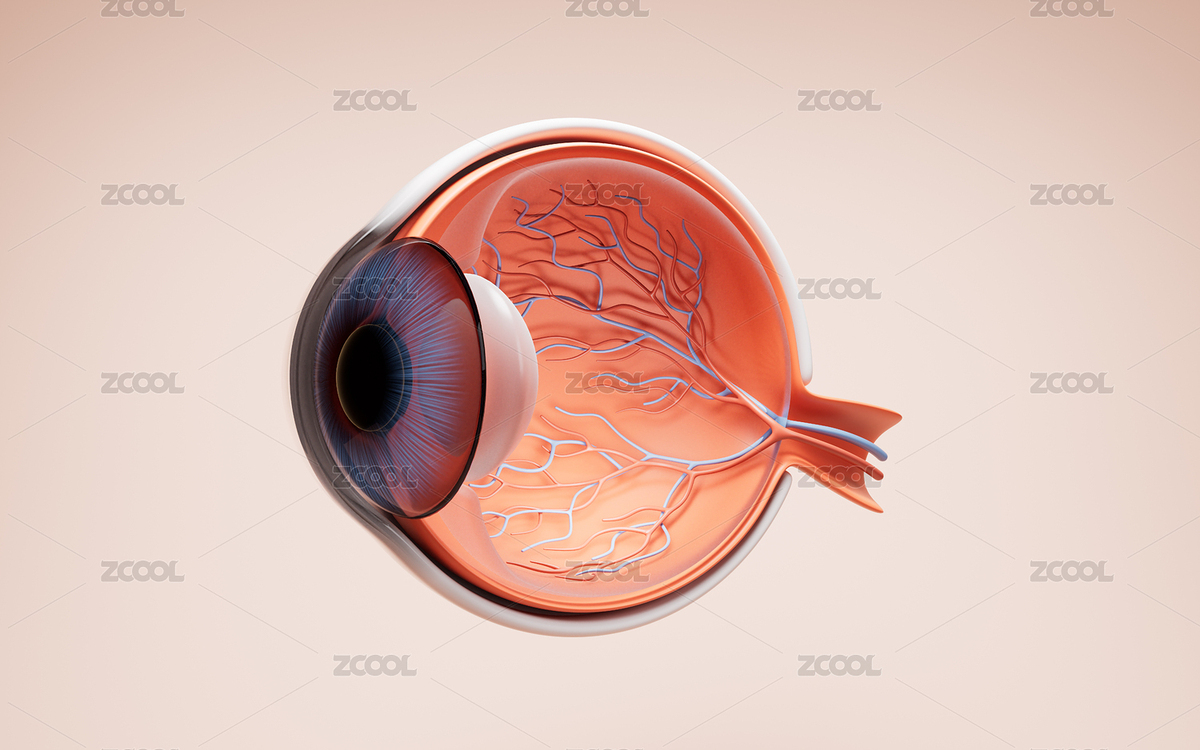 醫(yī)學(xué)人類眼球結(jié)構(gòu)三維渲染（主預(yù)覽-11330673） - 未分類 - 站酷設(shè)計師VinkFan原創(chuàng)素材 - 站酷ZCOOL