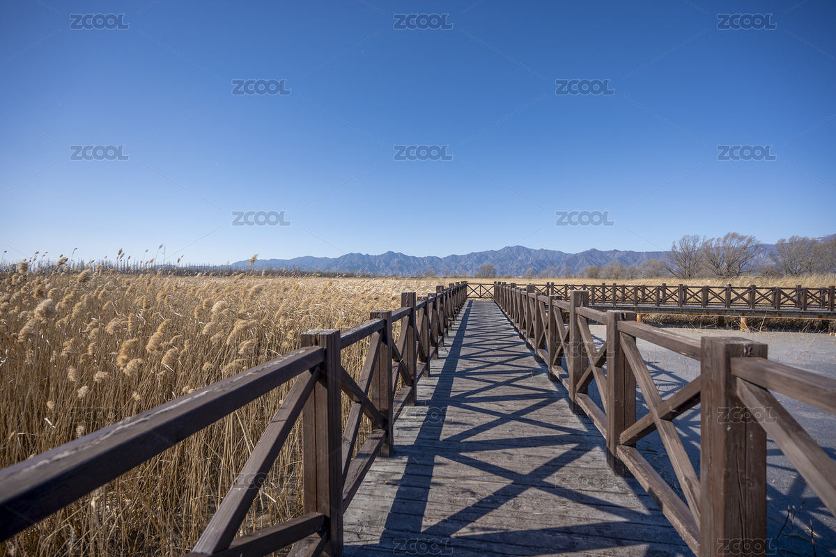 蘆葦蕩木棧道（主預覽-12422761） - 未分類 - 站酷設計師GQ5AIjsJ1R原創(chuàng)素材 - 站酷ZCOOL