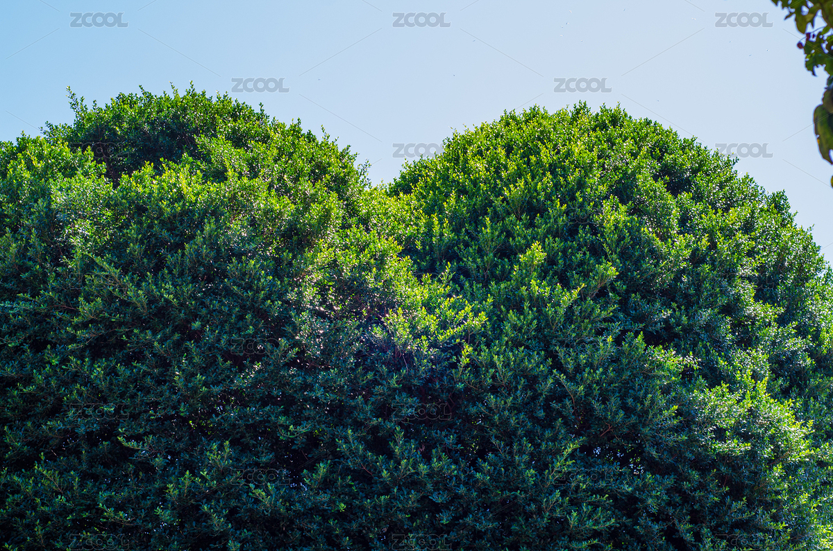 中國(guó)福建福州三坊七巷歷史文化街區(qū)愛(ài)心樹(shù)（主預(yù)覽-12565322） - 未分類(lèi) - 站酷設(shè)計(jì)師云海路漫漫原創(chuàng)素材 - 站酷ZCOOL