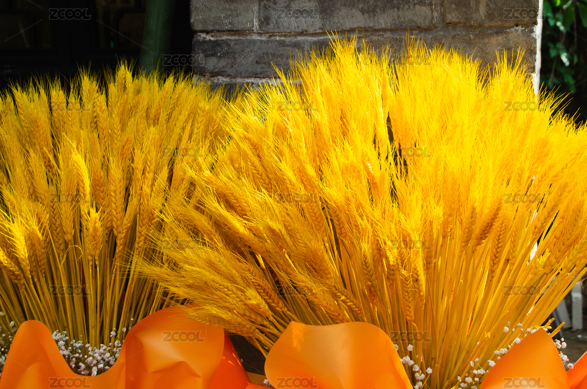 開業(yè)時的金色麥穗禮物（主預(yù)覽-12524178） - 未分類 - 站酷設(shè)計師云海路漫漫原創(chuàng)素材 - 站酷ZCOOL