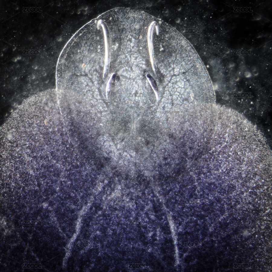 科學(xué)養(yǎng)殖魚類寄生蟲Benedenia黃尾脾臟蠕蟲顯微照片（主預(yù)覽-8917162） - 未分類 - 站酷設(shè)計(jì)師pansfun原創(chuàng)素材 - 站酷ZCOOL