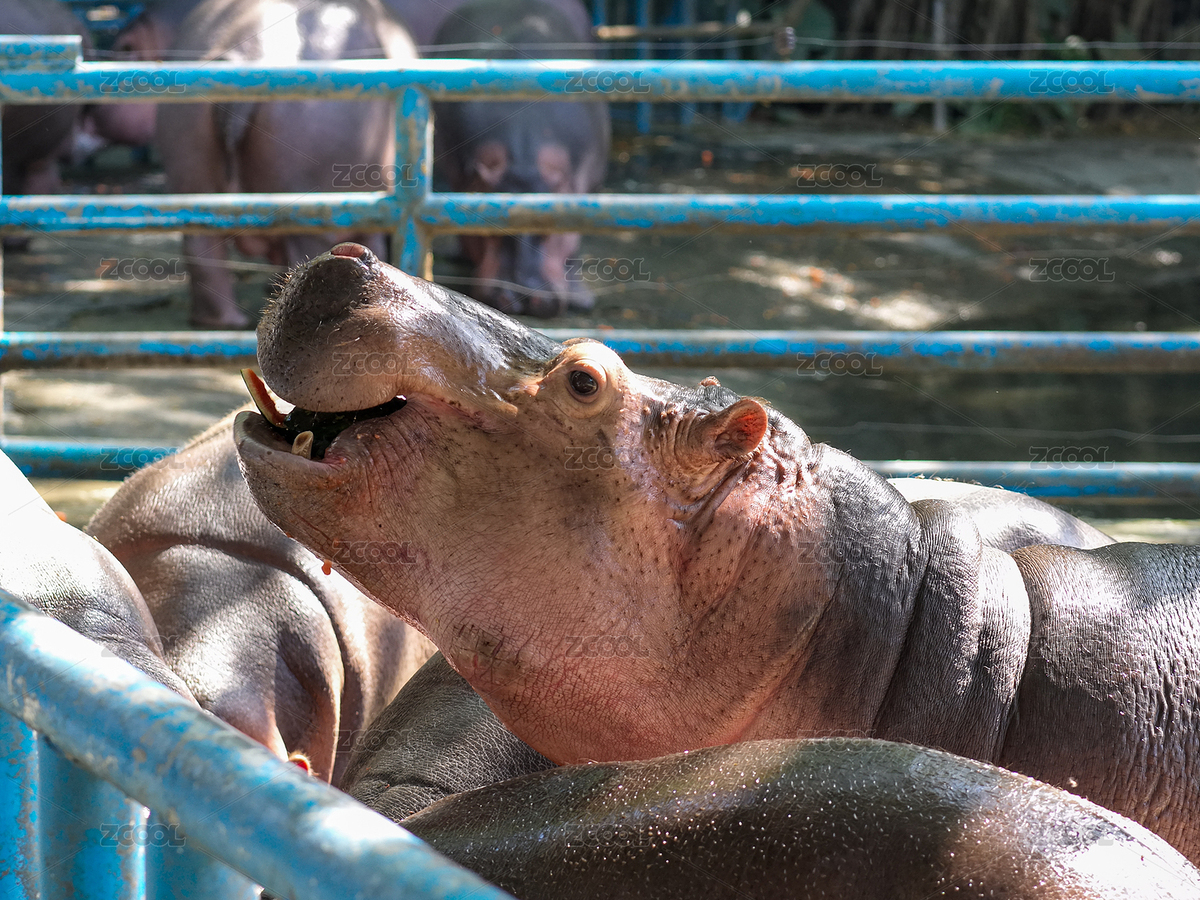 動物園圍欄內(nèi)張嘴的河馬（主預(yù)覽-12451034） - 未分類 - 站酷設(shè)計師Rimage原創(chuàng)素材 - 站酷ZCOOL