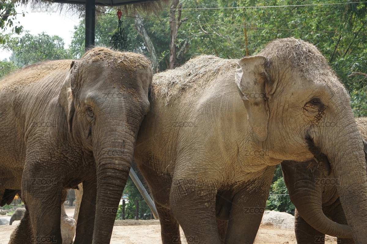 亞洲象（主預(yù)覽-6984904） - 未分類 - 站酷設(shè)計(jì)師laosi_w原創(chuàng)素材 - 站酷ZCOOL