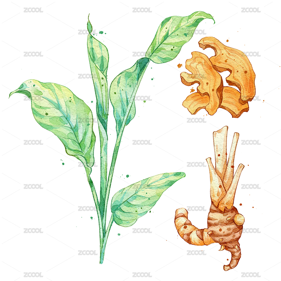 姜黃手繪中藥材水彩插畫（主預(yù)覽-7199171） - 未分類 - 站酷設(shè)計(jì)師見手青303原創(chuàng)素材 - 站酷ZCOOL