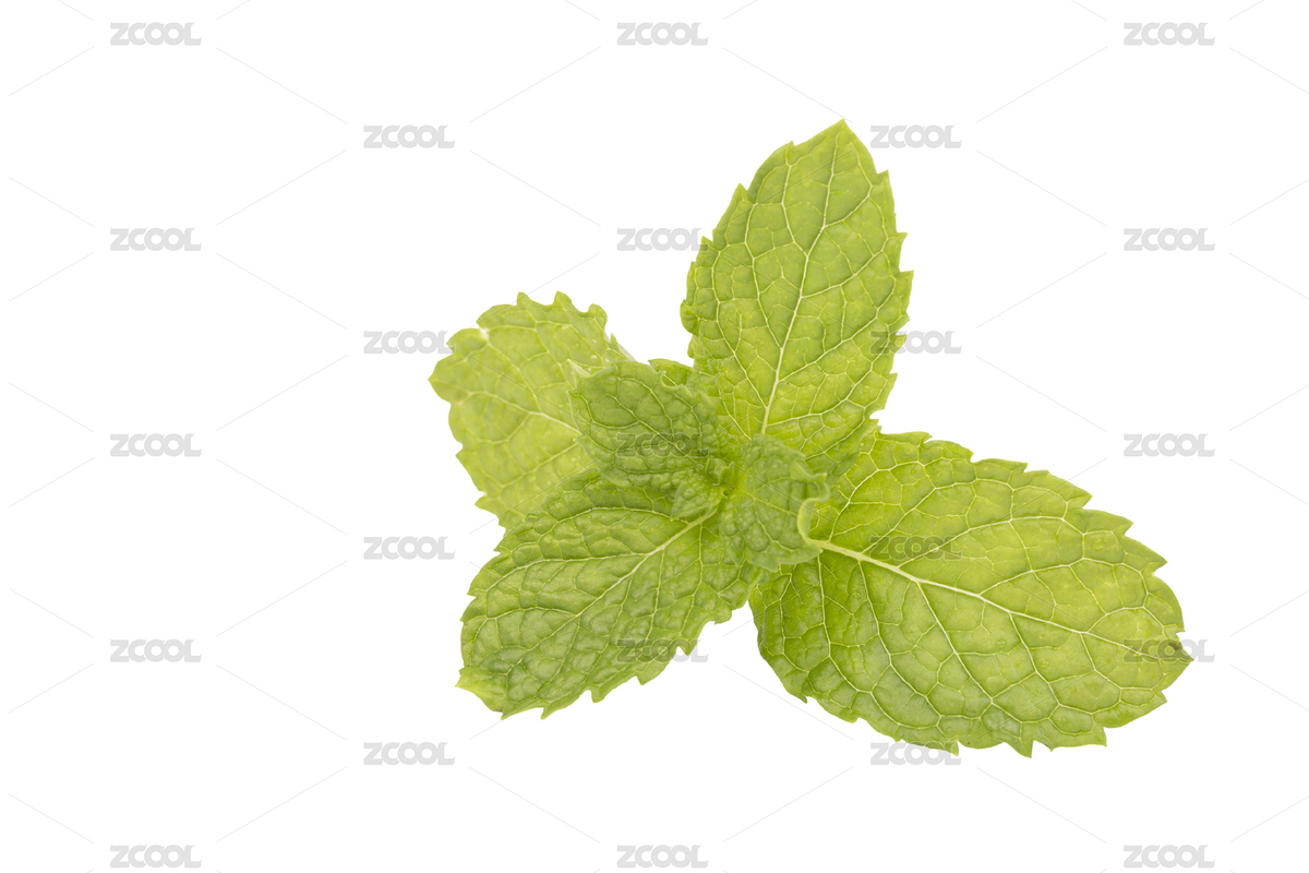 薄荷葉（主預(yù)覽-6504479） - 未分類 - 站酷設(shè)計師ddukang原創(chuàng)素材 - 站酷ZCOOL