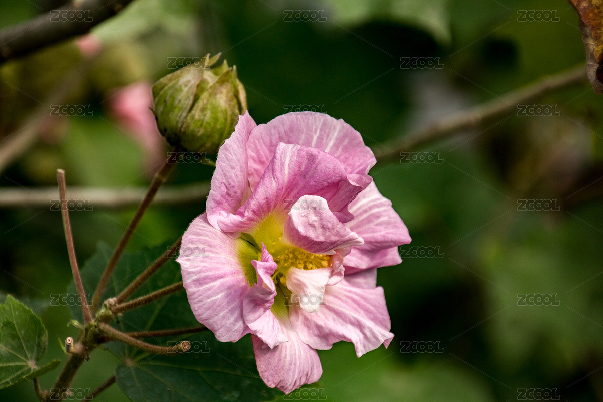 芙蓉花（主預覽-8971665） - 未分類 - 站酷設計師贊贊尼原創(chuàng)素材 - 站酷ZCOOL