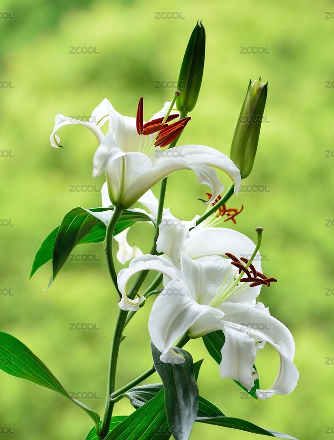百合花（主预览-6463894） - 未分类 - 站酷设计师字游哉原创素材 - 站酷ZCOOL