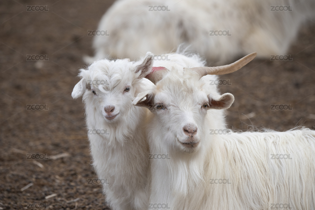 大山羊和羊羔子（主预览-3509406） - 未分类 - 站酷设计师temuqiletu337799原创素材 - 站酷ZCOOL