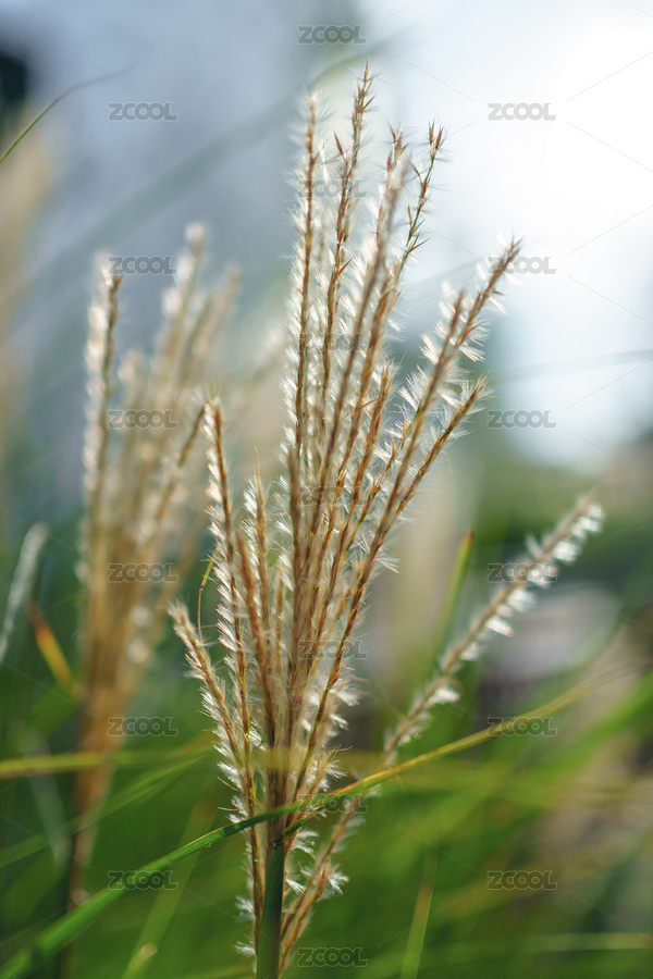 一只蘆葦花（主預(yù)覽-11595869） - 未分類 - 站酷設(shè)計師dalehall原創(chuàng)素材 - 站酷ZCOOL