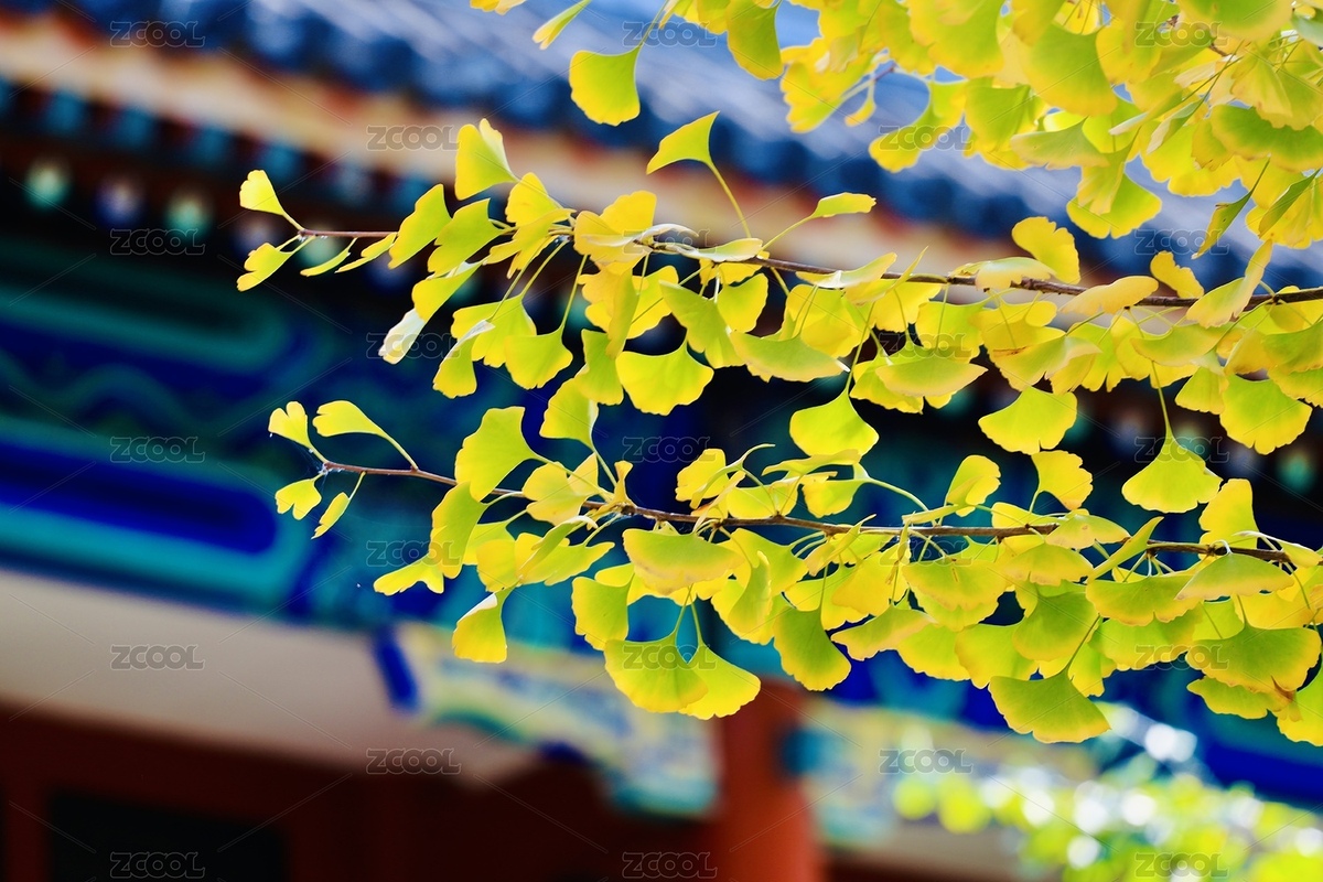 藍(lán)天下的五塔寺深秋自然風(fēng)光（主預(yù)覽-12178731） - 未分類 - 站酷設(shè)計(jì)師忽然之間117原創(chuàng)素材 - 站酷ZCOOL