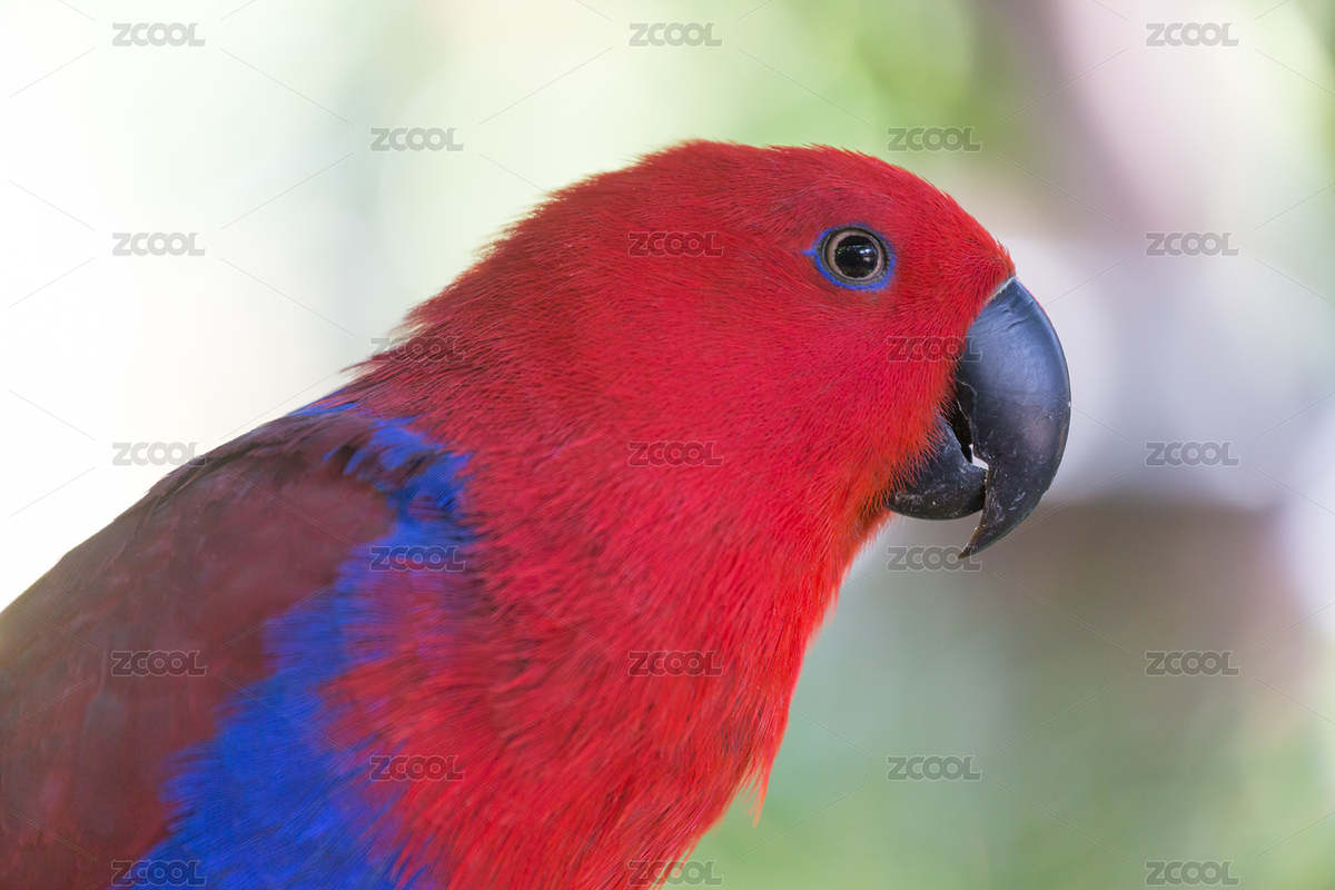 鸚鵡（主預覽-378671） - 未分類 - 站酷設計師Barry9318原創(chuàng)素材 - 站酷ZCOOL