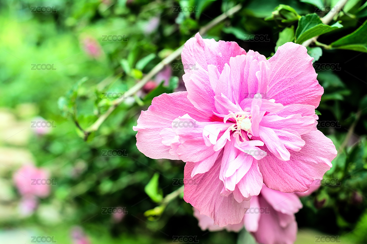 粉紫重瓣木槿/夢(mèng)幻的粉色花朵（主預(yù)覽-8472222） - 未分類(lèi) - 站酷設(shè)計(jì)師風(fēng)暴麗麗原創(chuàng)素材 - 站酷ZCOOL