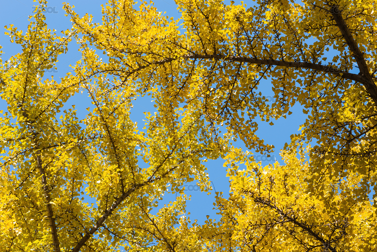 秋天（主預覽-7067410） - 未分類 - 站酷設計師格子jerry原創(chuàng)素材 - 站酷ZCOOL