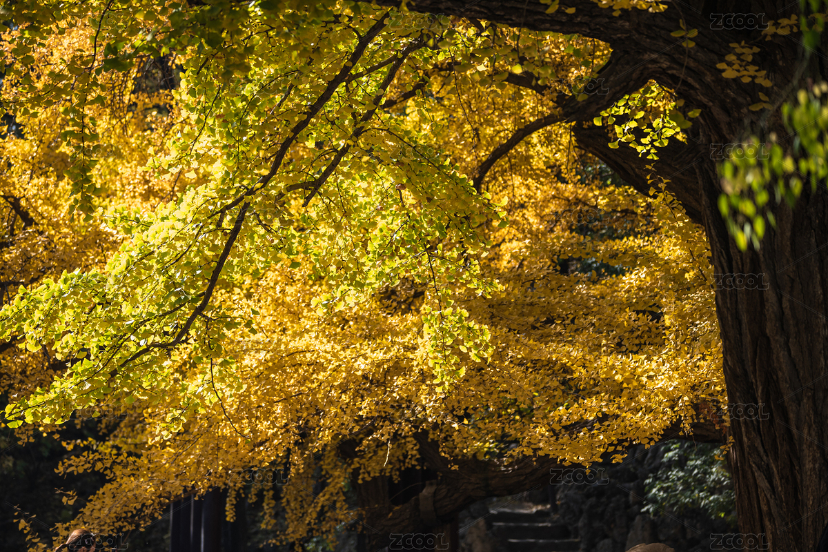 银杏（主预览-7476845） - 未分类 - 站酷设计师火星茶馆原创素材 - 站酷ZCOOL