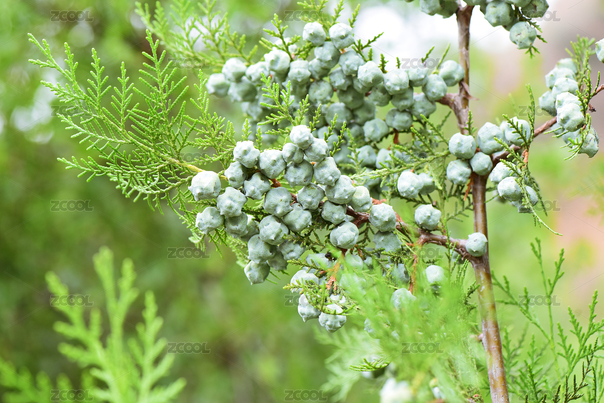 掛滿枝頭的柏樹籽（主預(yù)覽-5156386） - 未分類 - 站酷設(shè)計(jì)師羊圈有青草原創(chuàng)素材 - 站酷ZCOOL